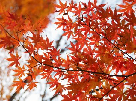 紅葉の横顔 紅葉,赤,自然の写真素材