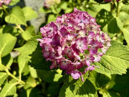 Hydrangea, JPG Hydrangea, JPG