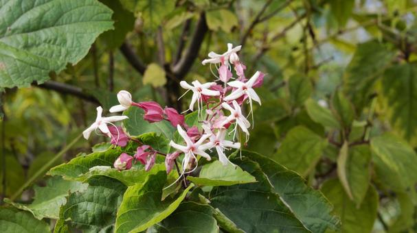 【花の写真】クサギの花 【花の写真】クサギの花の写真