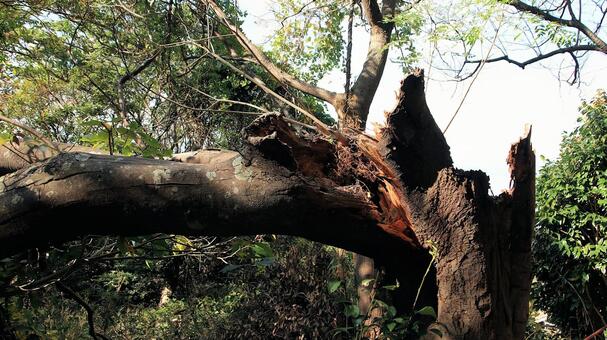 災害で折れた木の幹 自然災害,破損,倒木の写真素材