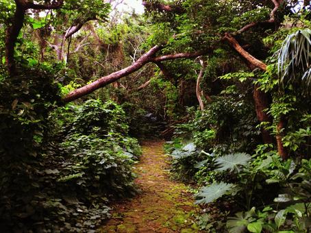 森林(末吉公園にて) 森林(末吉公園にて)の写真