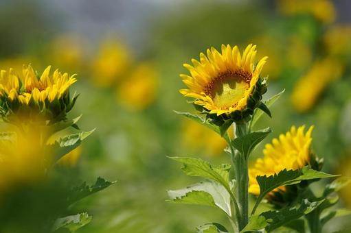 咲いたばかりの向日葵 咲いたばかりの向日葵 ひまわり,向日葵,夏の写真素材
