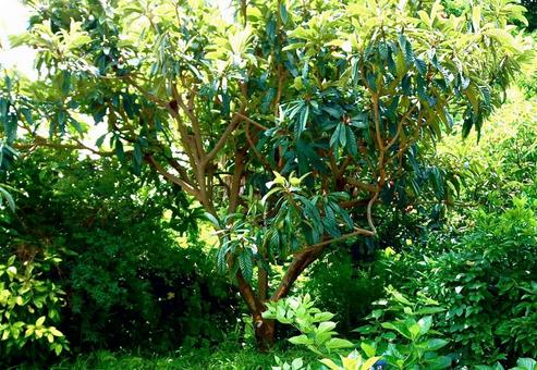 0128_びわの木 びわ,夏,木の写真素材