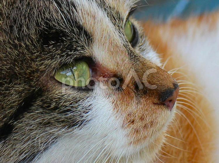 日本の猫 ネコ,キャット,catの写真素材