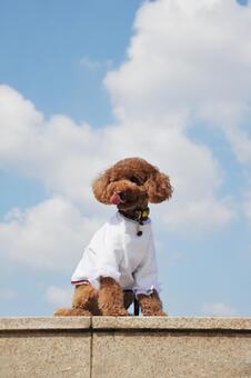 可愛いおしゃれなトイプードル トイプードル,犬,空の写真素材