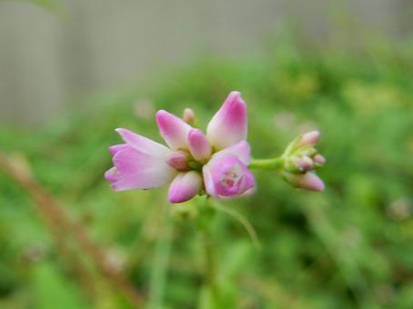 【花の写真】ミゾソバ(溝蕎麦) 【花の写真】ミゾソバ(溝蕎麦)の写真
