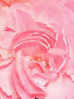 明るいピンクのカーネーション ピンク,淡い色合い,薔薇色の写真素材