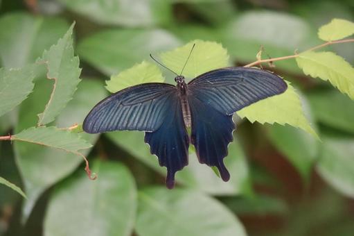 緑の葉にとまるクロアゲハのアップ 緑,葉,クロアゲハの写真素材