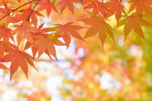 紅葉の秋もみじ 紅葉の秋もみじ 紅葉,秋,もみじの写真素材