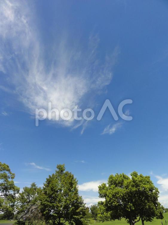 きれいな夏の空と緑 何人もありません,自然,空の写真素材