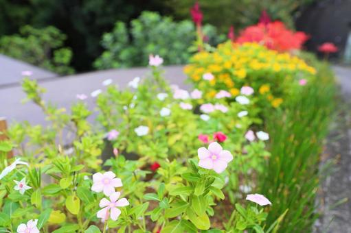 庭に咲く花の写真