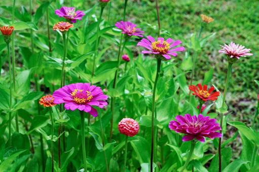 ジニア2 ジニア2 ジニア,花,かわいいの写真素材