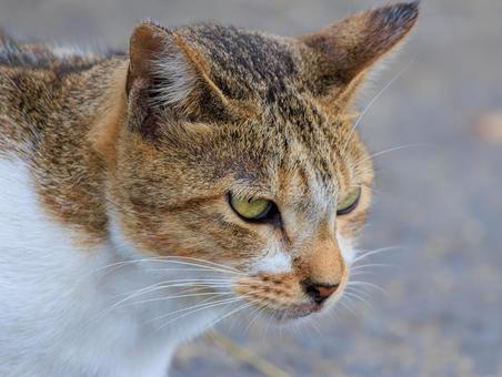 港に居た素敵な野良猫さんです。 港に居た素敵な野良猫さんです。の写真