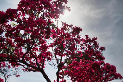 ツツジの花と空 ツツジの花と空の写真