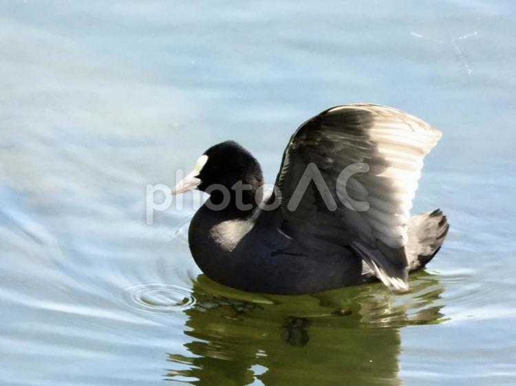 片羽を広げるオオバン 鳥,野鳥,オオバンの写真素材