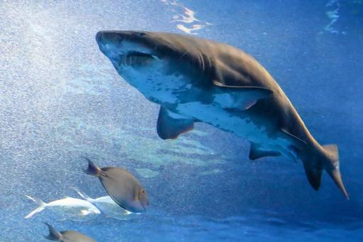 シロワニ シロワニ サメ,鮫,シロワニの写真素材