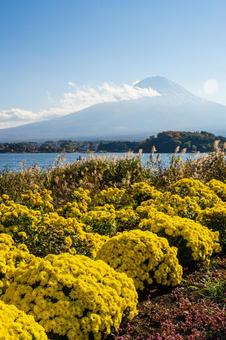 秋の河口湖 ススキと黄色い花越しの富士山 秋の河口湖 ススキと黄色い花越しの富士山の写真
