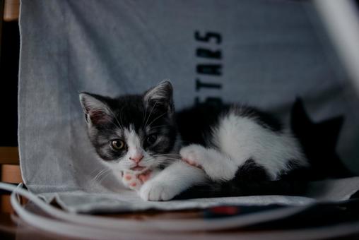 横になる猫 子猫,猫,足長マンチカンの写真素材