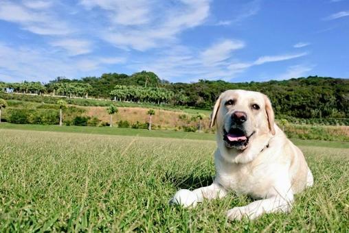 愛犬との風景 八丈島,犬,散歩の写真素材
