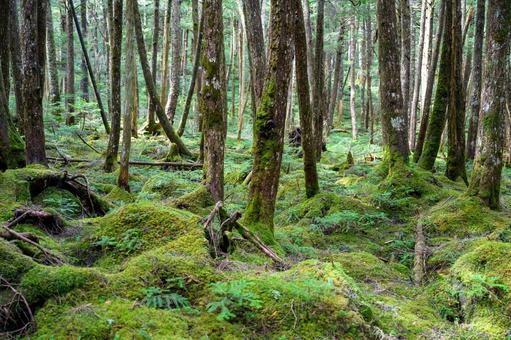 苔むした山林 苔むした山林の写真