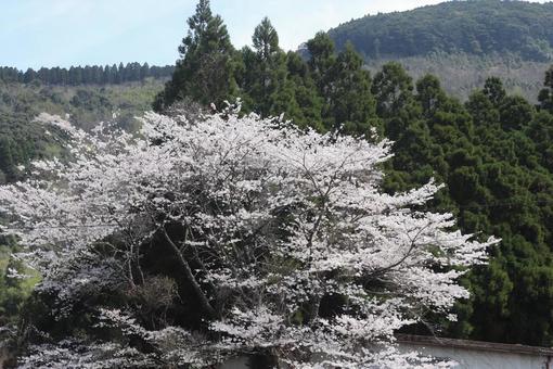 Mountain cherry blossoms, JPG Mountain cherry blossoms, JPG