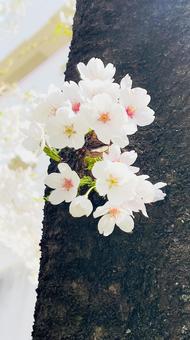 桜の花の写真