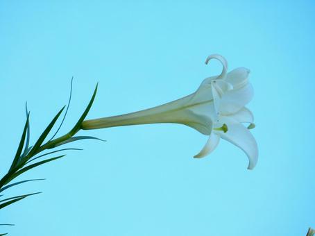 【花の写真】タカサゴユリ(高砂百合) 【花の写真】タカサゴユリ(高砂百合)の写真