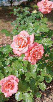 Photo, rose, rose garden, pink color, 