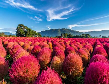 コキアと青空 コキアと青空の写真