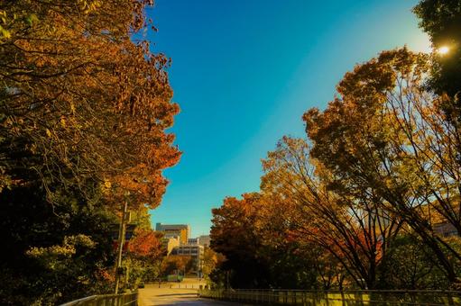 新横浜の紅葉並木と青空 新横浜の紅葉並木と青空 紅葉,青空,並木道の写真素材