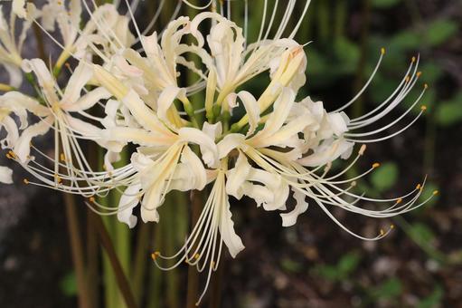 白い彼岸花 植物,花,花びらの写真素材