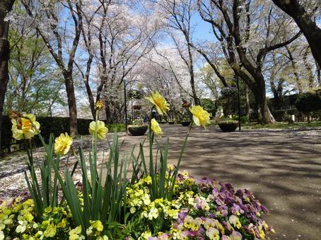 Andersen Park in April-116, JPG