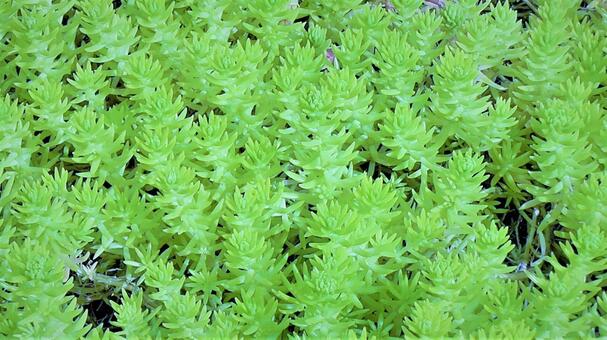 植物 植物の写真