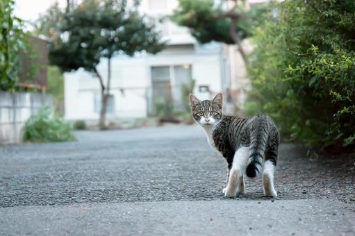 振り返る猫 振り返る猫の写真