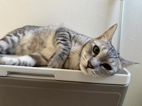 横になってる猫 横になってる猫 猫,リラックス,癒しの写真素材