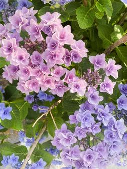Photo, hydrangea, multicolored, during the rainy season, 