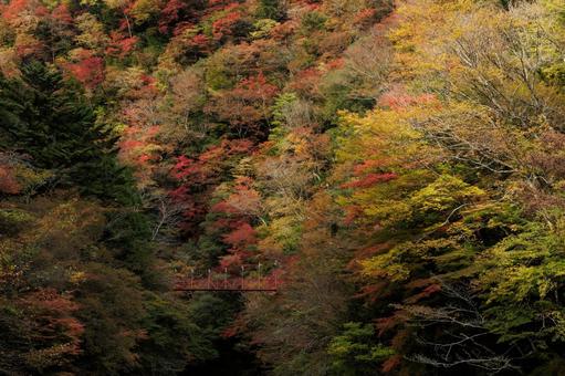 紅葉のべふ峡（別府峡谷の赤い吊橋） べふ峡,別府峡,物部川の写真素材