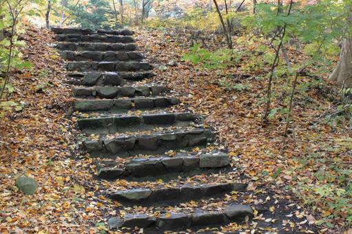 森の中の石段 階段,石段,森の写真素材