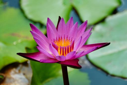 神秘的な睡蓮の花 神秘的な睡蓮の花の写真