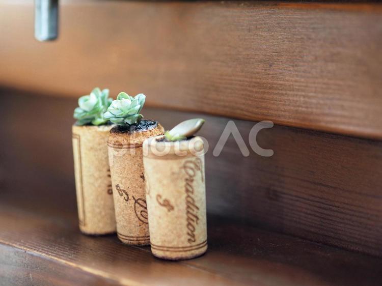 コルク栓で育てられた植物 コルク,多肉植物,茶色の写真素材