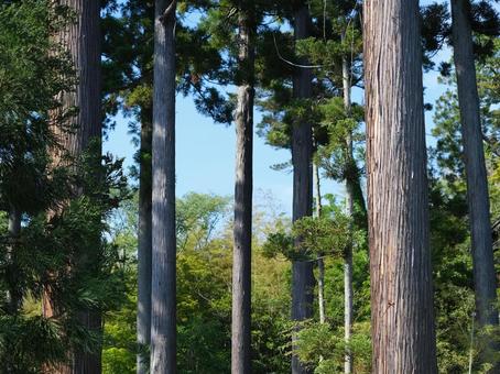木 松島,背景画,杉の木の写真素材