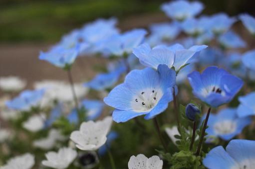 Nemophila, JPG Nemophila, nemophila, nemofila, azul, JPG