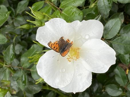 花の上で一休みする蝶々 花の上で一休みする蝶々 花,白,蝶の写真素材