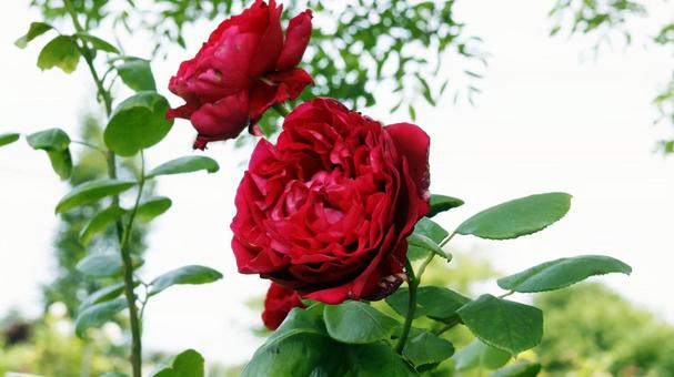ばらの花 ばらの花の写真