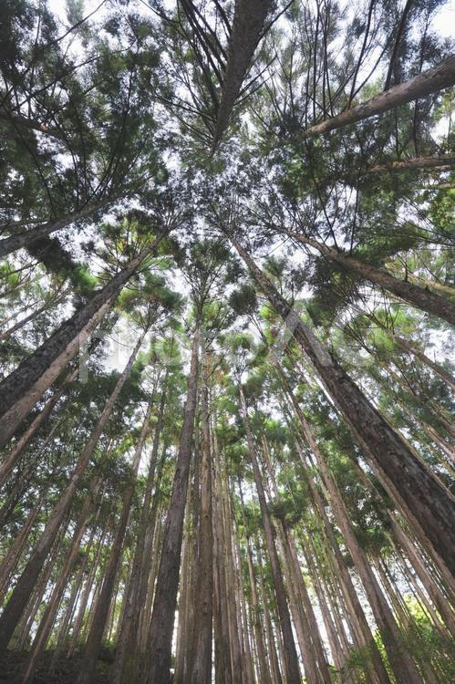 天に向かって盛んに伸びる樹木 景観,自然,美しいの写真素材
