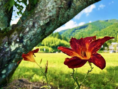 真っ赤なヘメロカリス 空,ヘメロカリス,真っ赤の写真素材