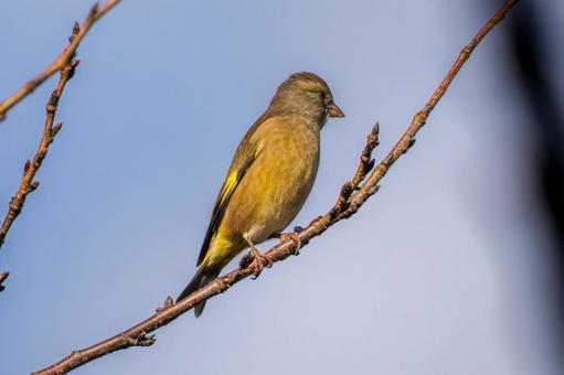 枝にとまるカワラヒワ 枝にとまるカワラヒワの写真