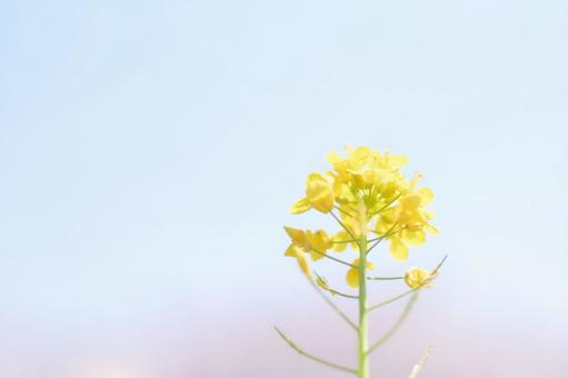 ふんわりした優しい水色背景菜の花からし菜 菜の花,一輪,アップの写真素材