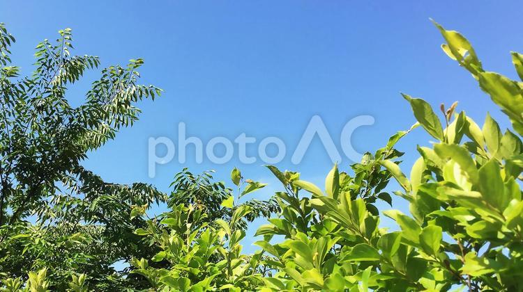 空と雲と木 空,雲,木の写真素材