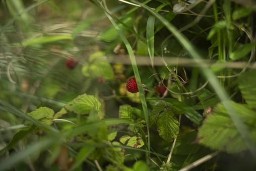 山に自生していた赤いクサイチゴの実 クサイチゴ,ナベイチゴ,5月の写真素材